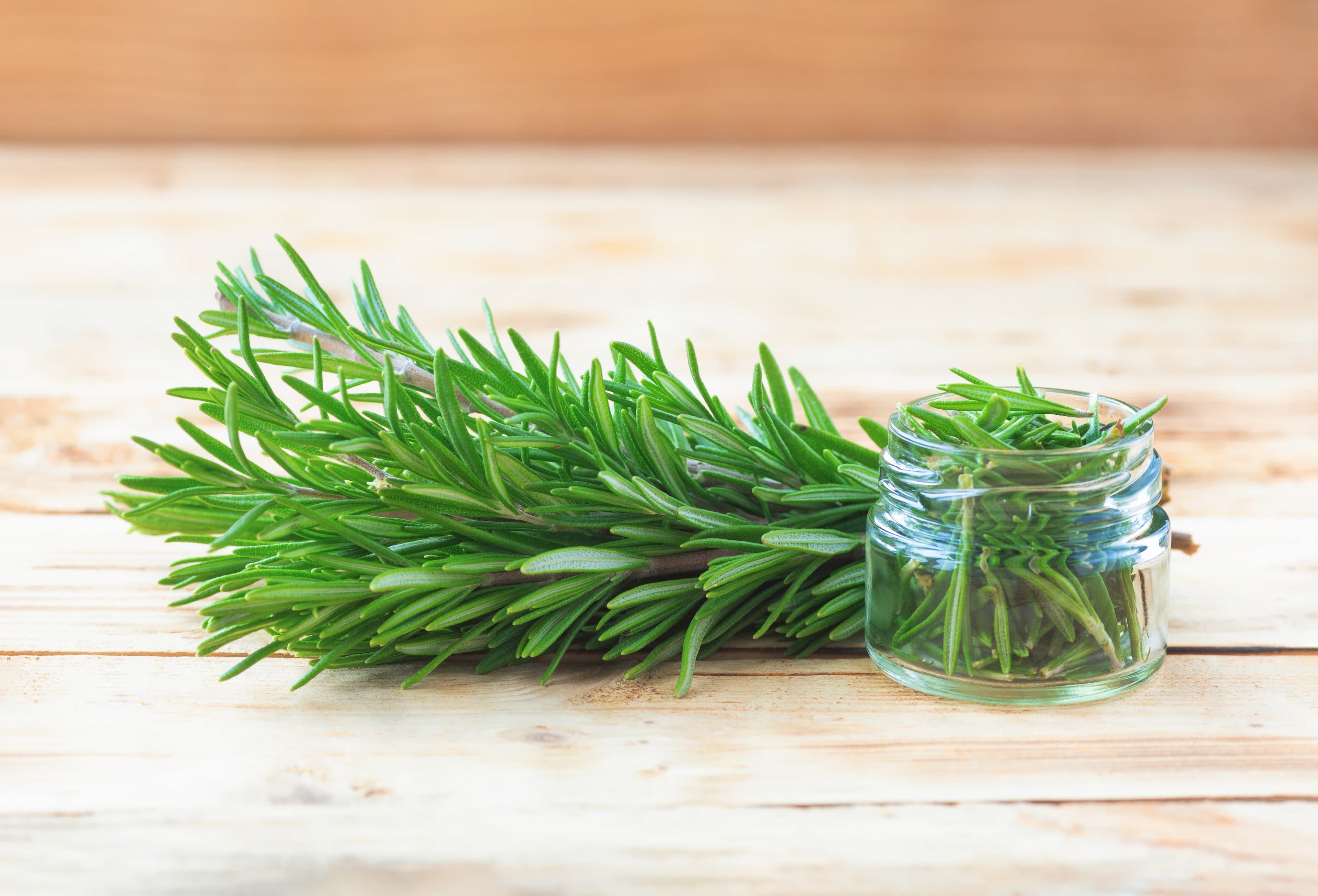 Rosemary Extract