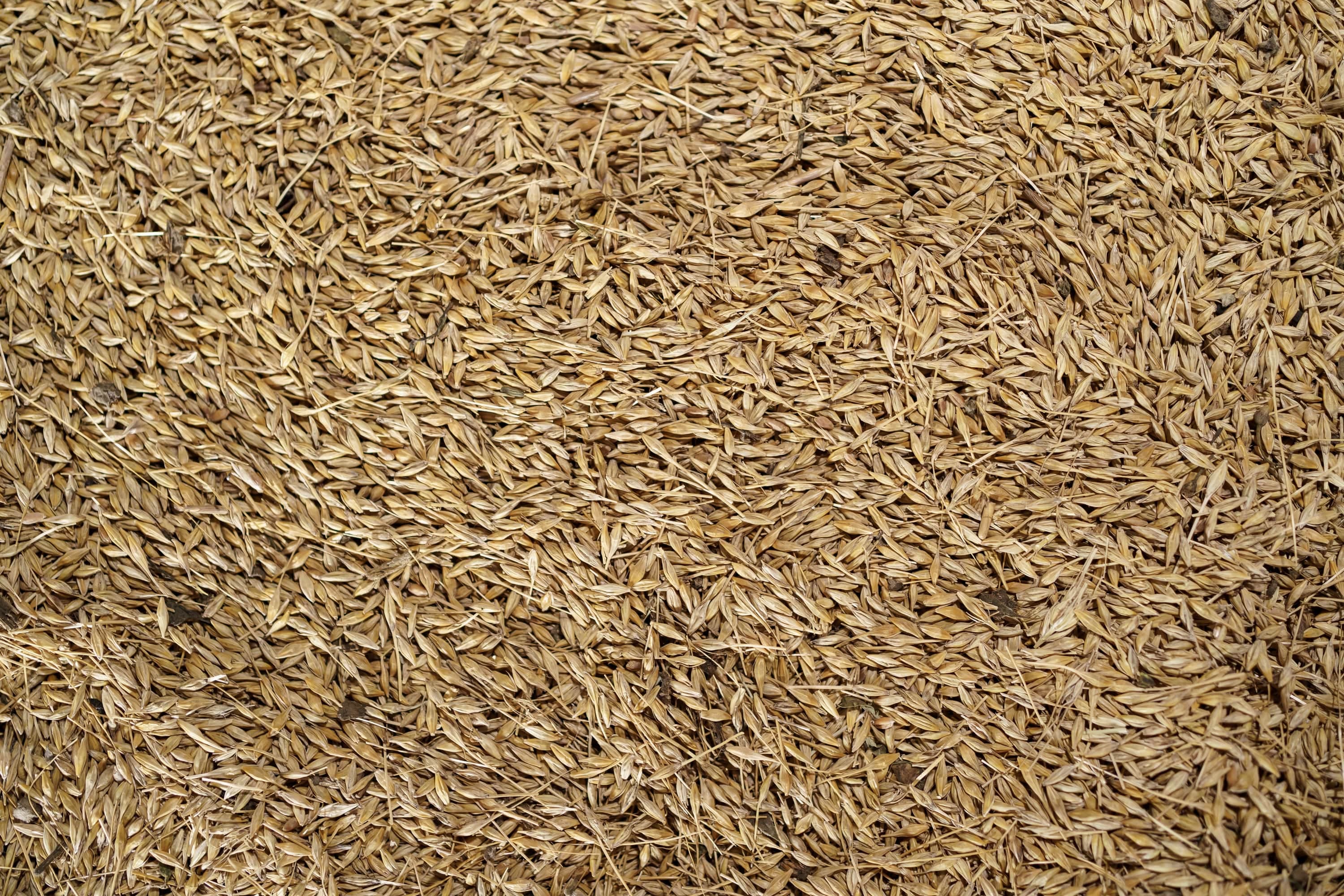 Cumin