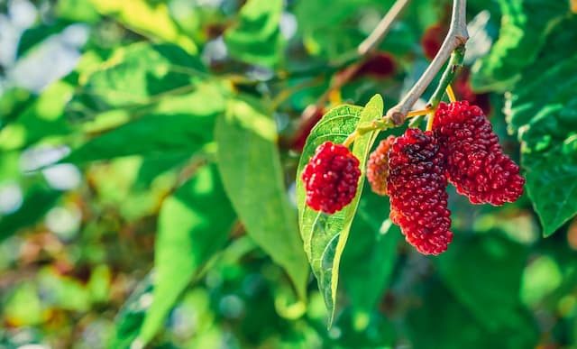 How Raspberry Seed Oil Benefits Align with Sustainability Goals in Cosmetic Manufacturing