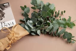 10+ Types of Eucalyptus &amp; Their Distinct Flavours and Fragrance