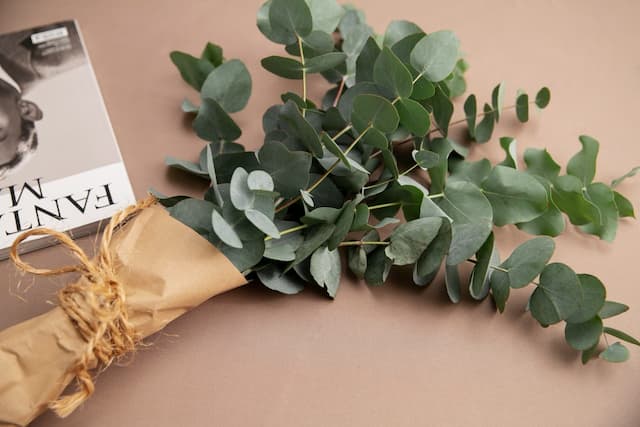 10+ Types of Eucalyptus &amp; Their Distinct Flavours and Fragrance