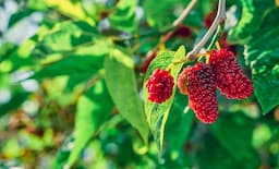 How Raspberry Seed Oil Benefits Align with Sustainability Goals in Cosmetic Manufacturing